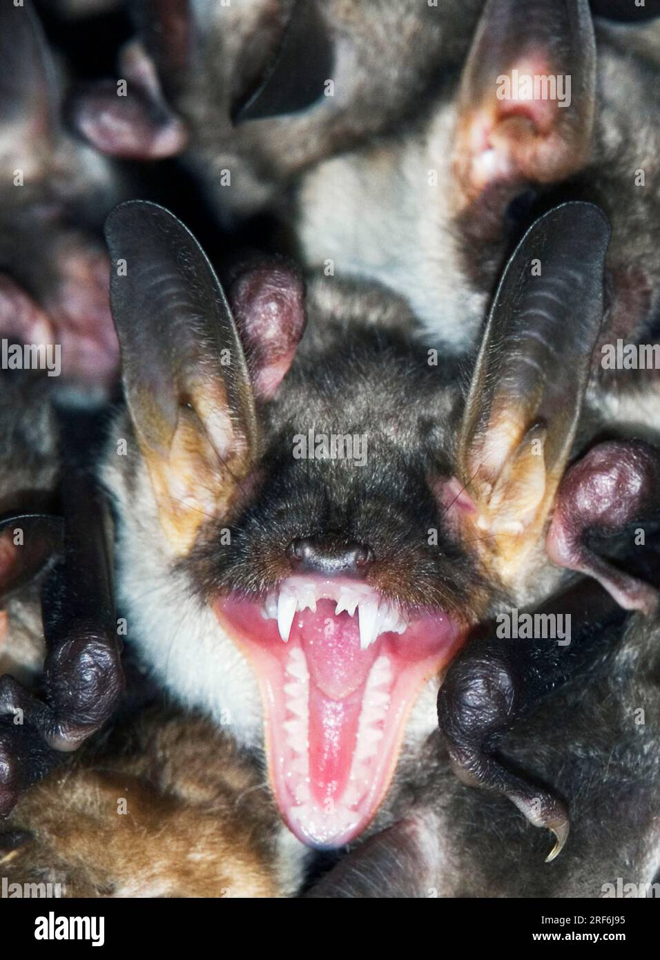 Greater Mouse-eared Bats (Myotis myotis), Pinzgau, Austria Stock Photo