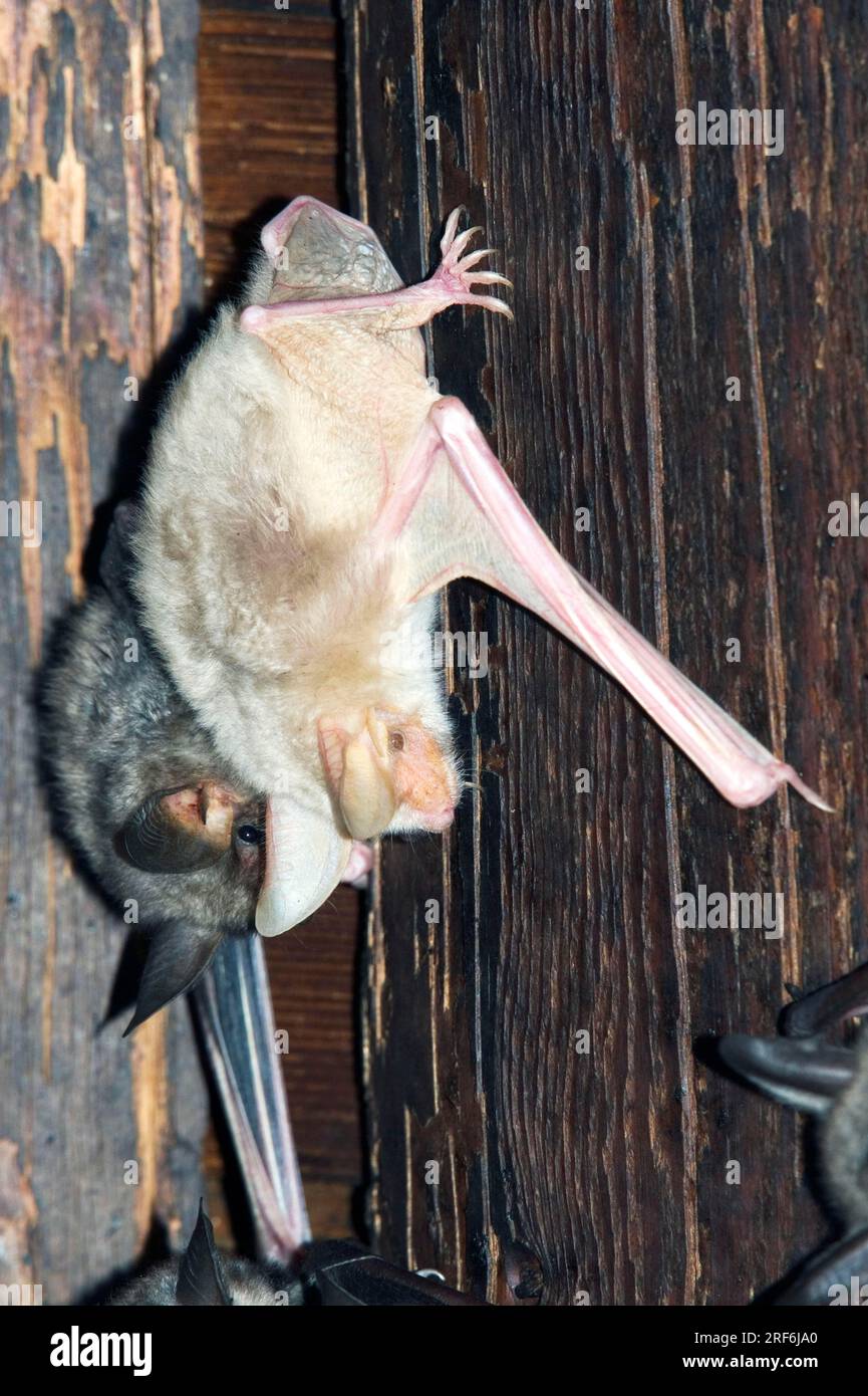 Greater Mouse-eared Bats (Myotis myotis), normal and albino, Pinzgau, Austria Stock Photo