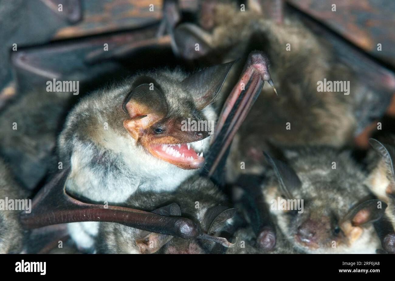 Greater Mouse-eared Bat (Myotis myotis), Pinzgau, Austria Stock Photo