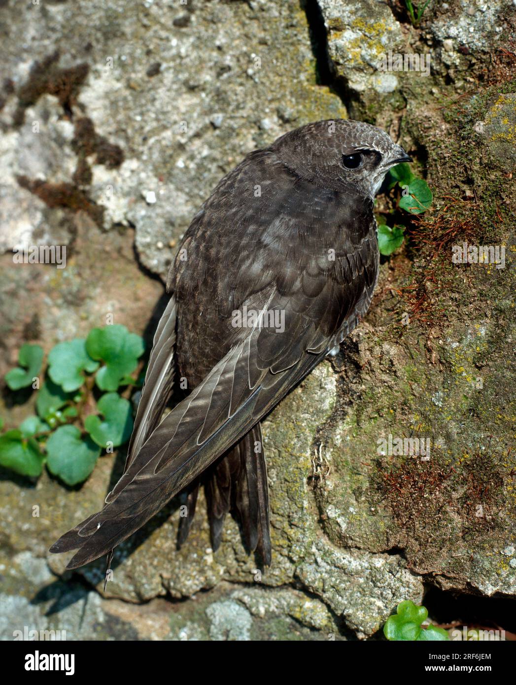 Swift (Apus apus Stock Photo - Alamy