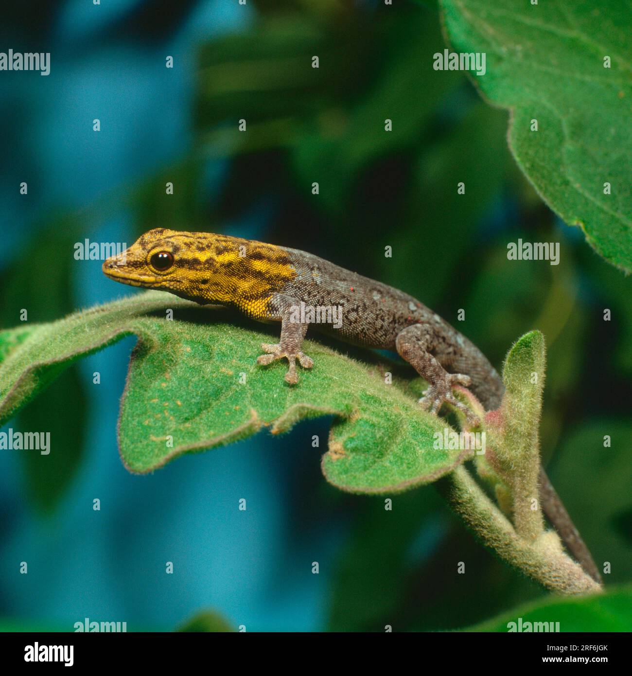 Dwarf yellow-headed gecko (Lygodactylus picturatus), gecko Stock Photo