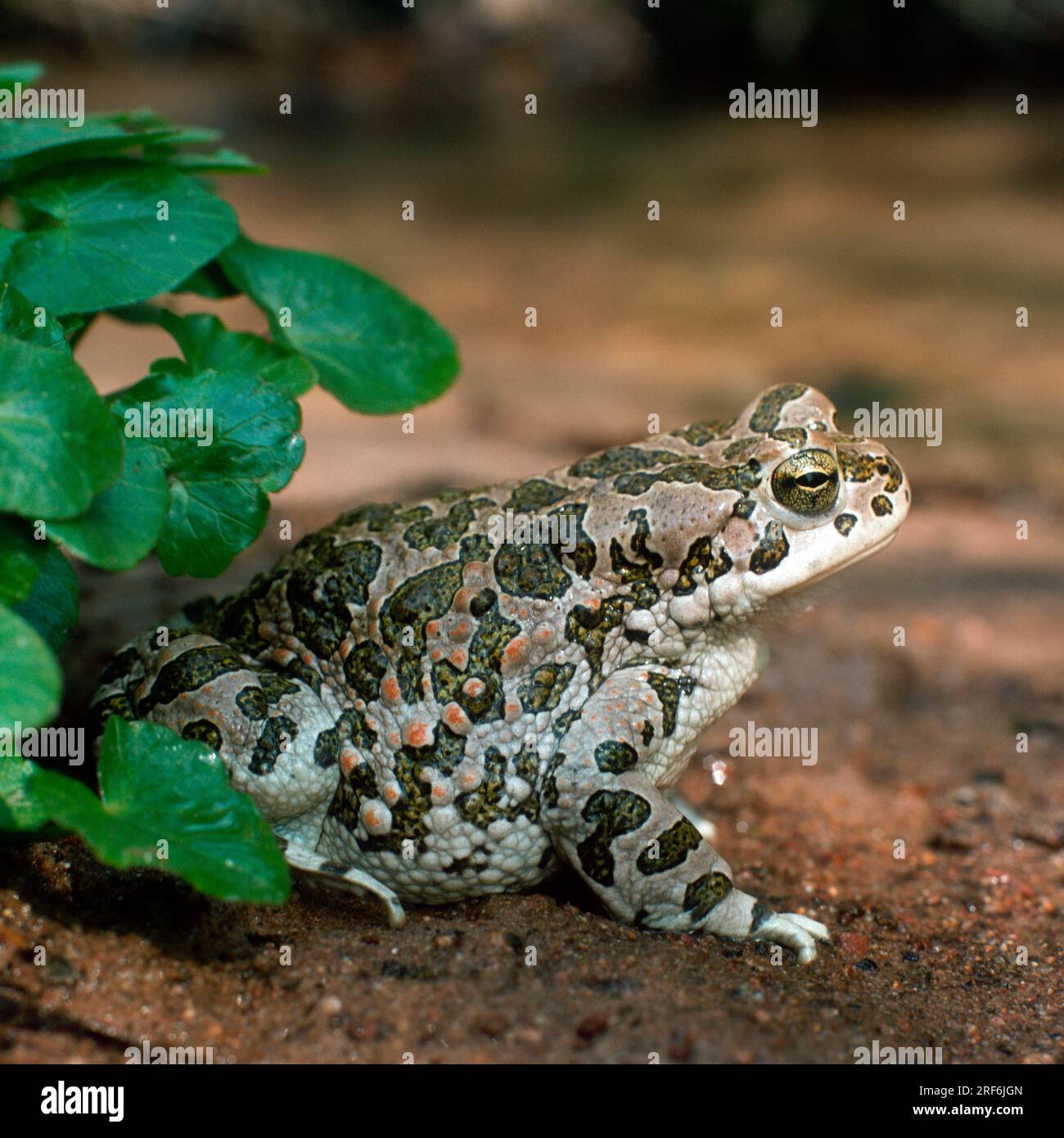 European green toad (Bufo viridis), lateral view Stock Photo - Alamy