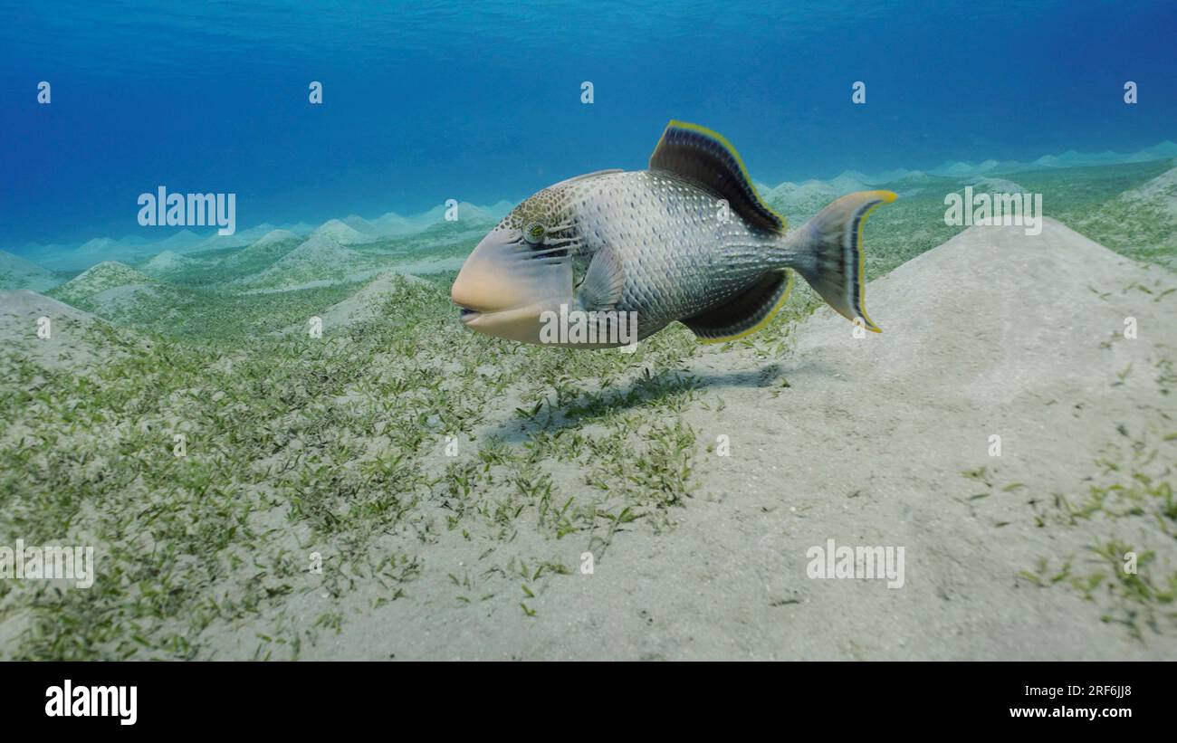Close up of Yellowmargin Triggerfish (Pseudobalistes flavimarginatus) swim over sandy bottom covered with green algae, Red sea Egypt Stock Photo