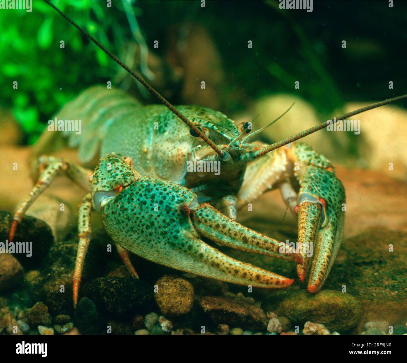 American crayfish, Camber crayfish (Orconectes limosus), Camber crayfish Stock Photo
