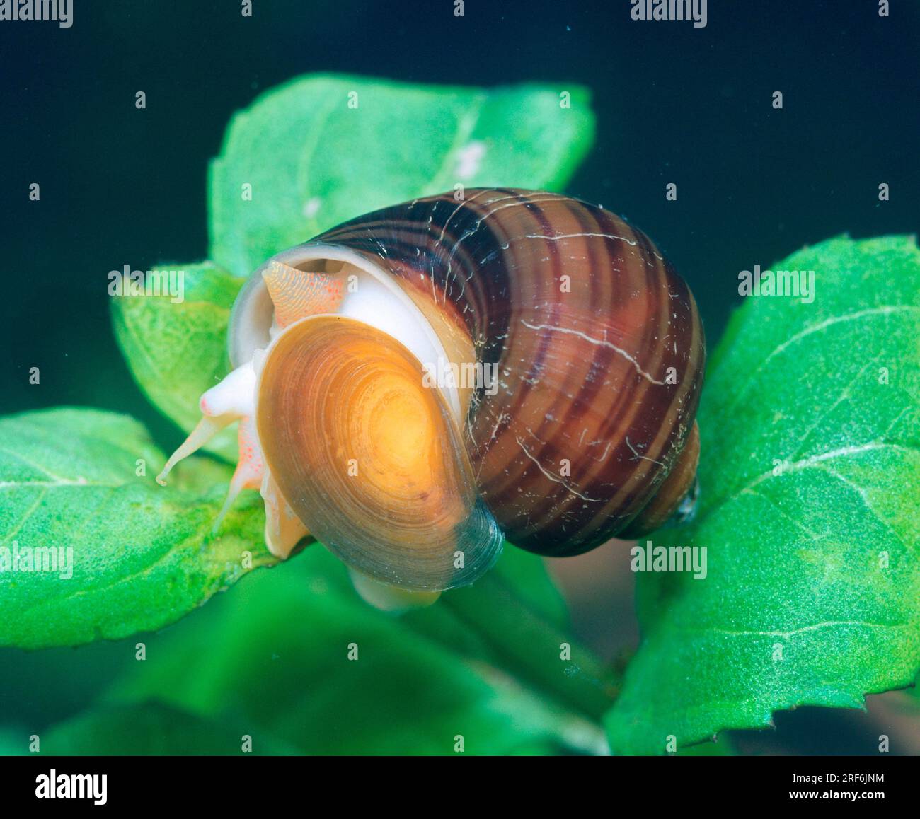 Apple snail (Ampullaria scalaria) (Ampullarius scalarius Stock Photo