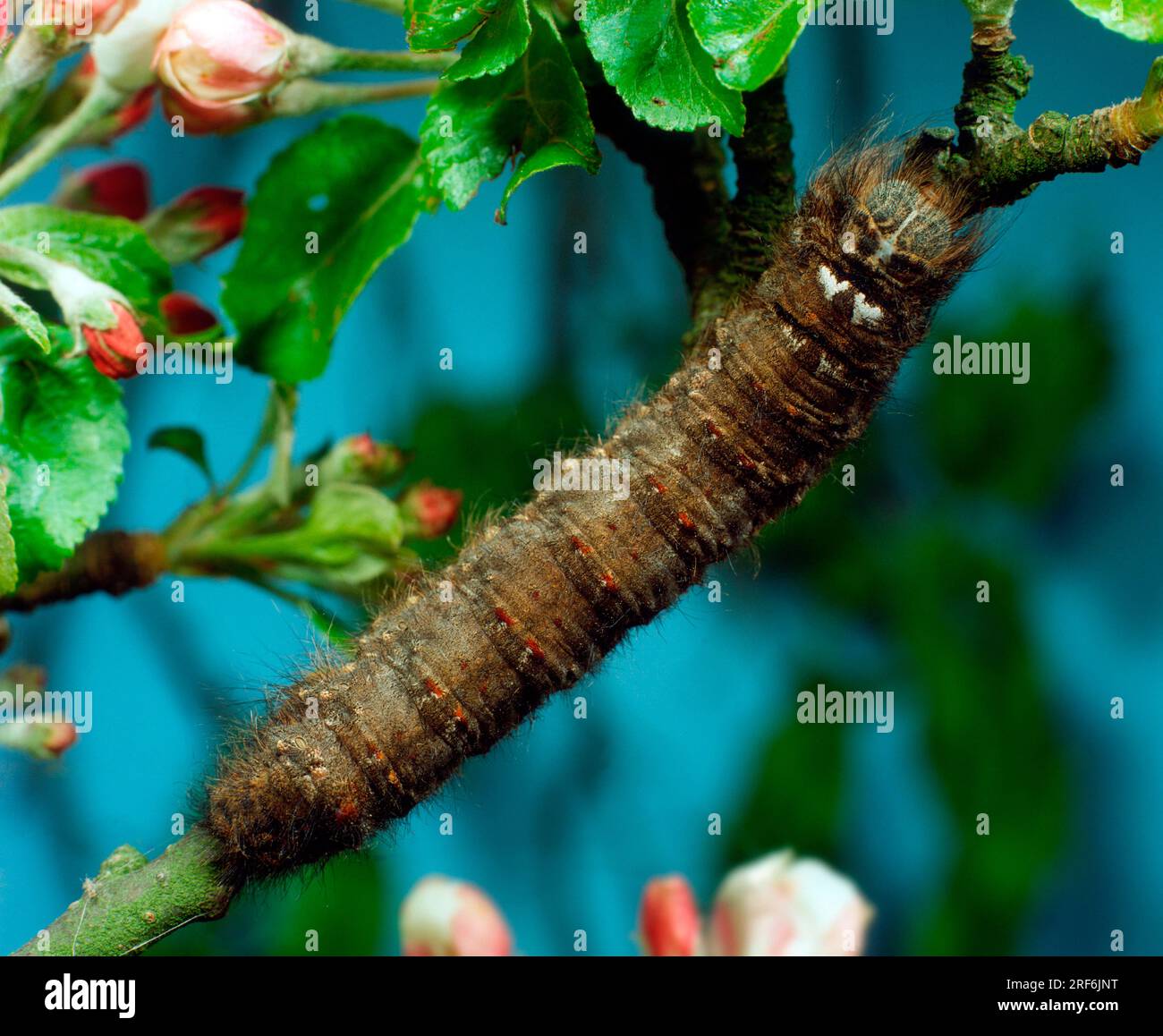 Lappet (Gastropacha quercifolia), caterpillar Stock Photo