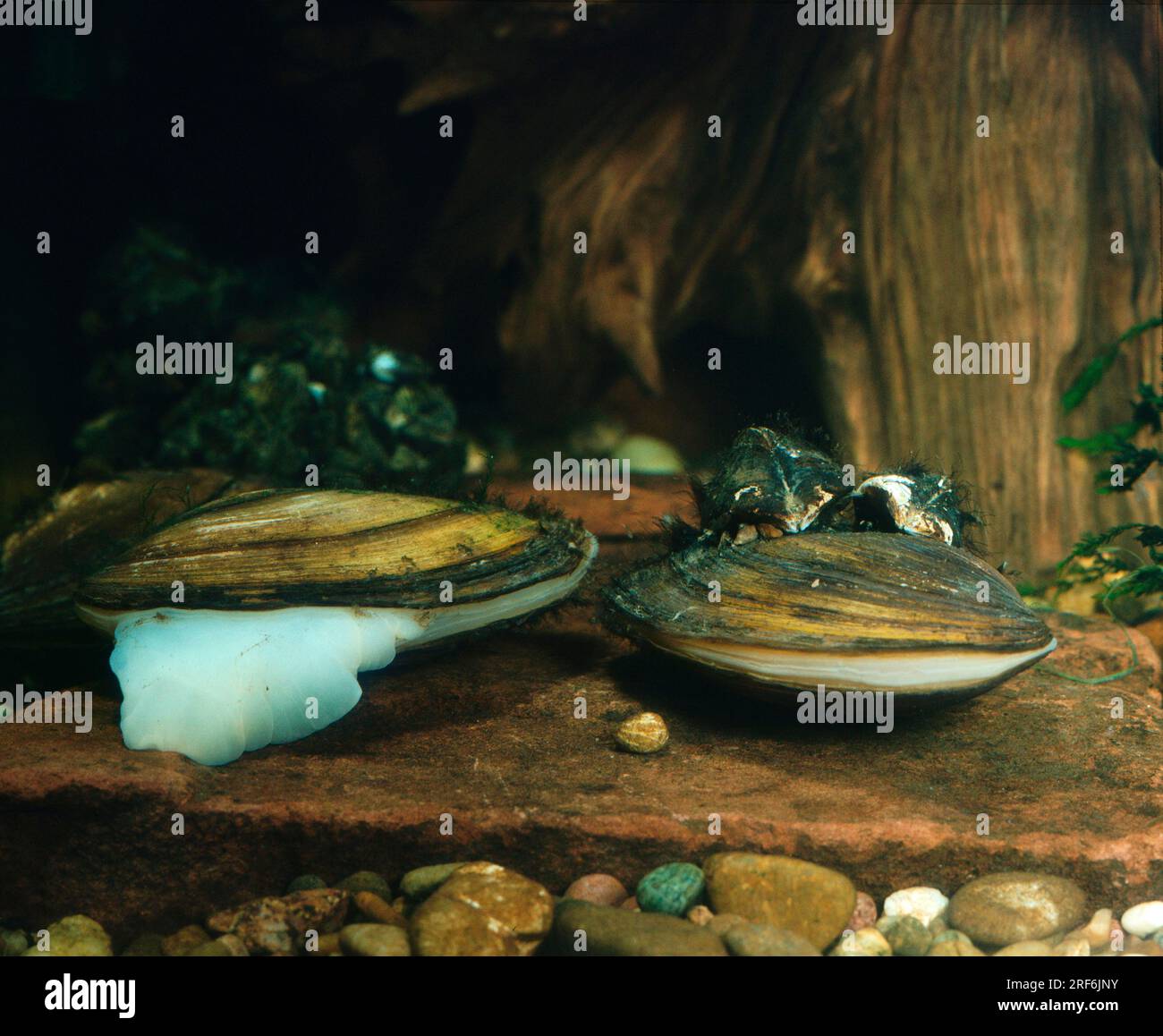 Large (Anodonta cygnea) pond mussels, swan mussel Stock Photo