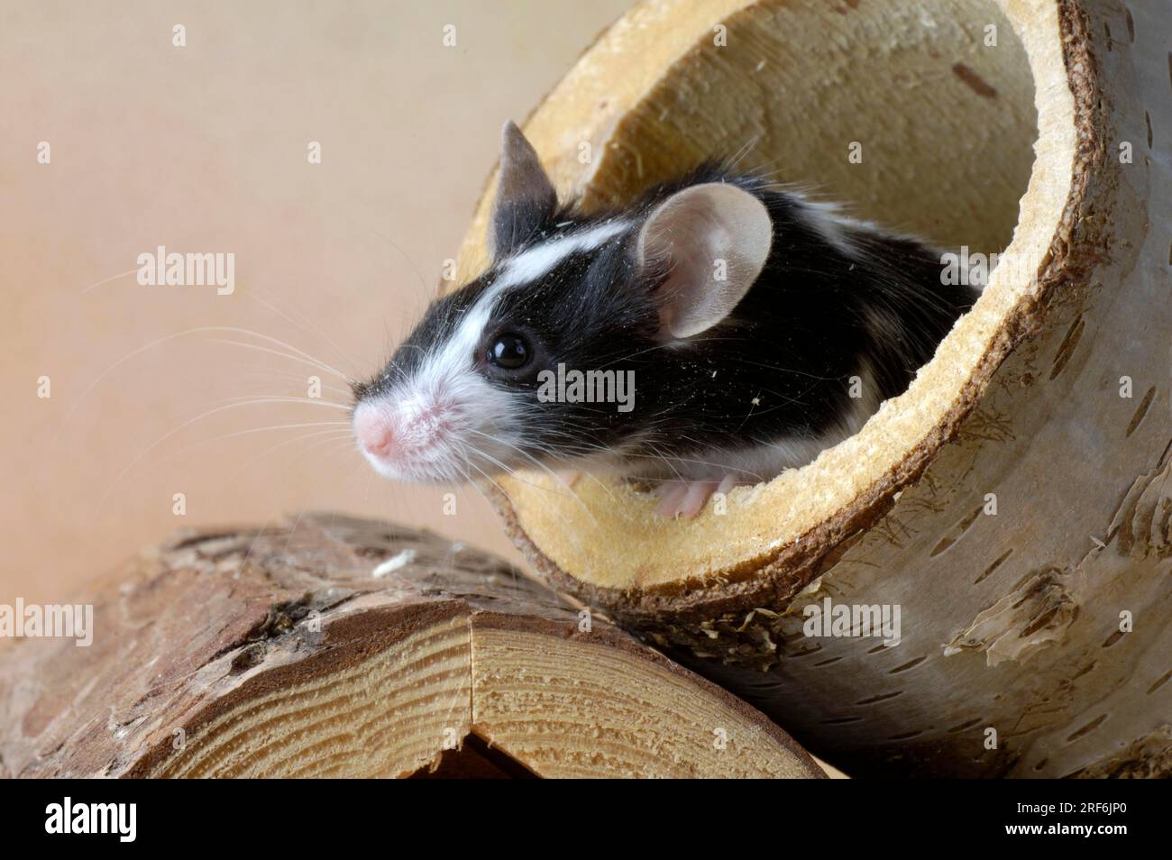 Colour mouse (Mus musculus) Stock Photo