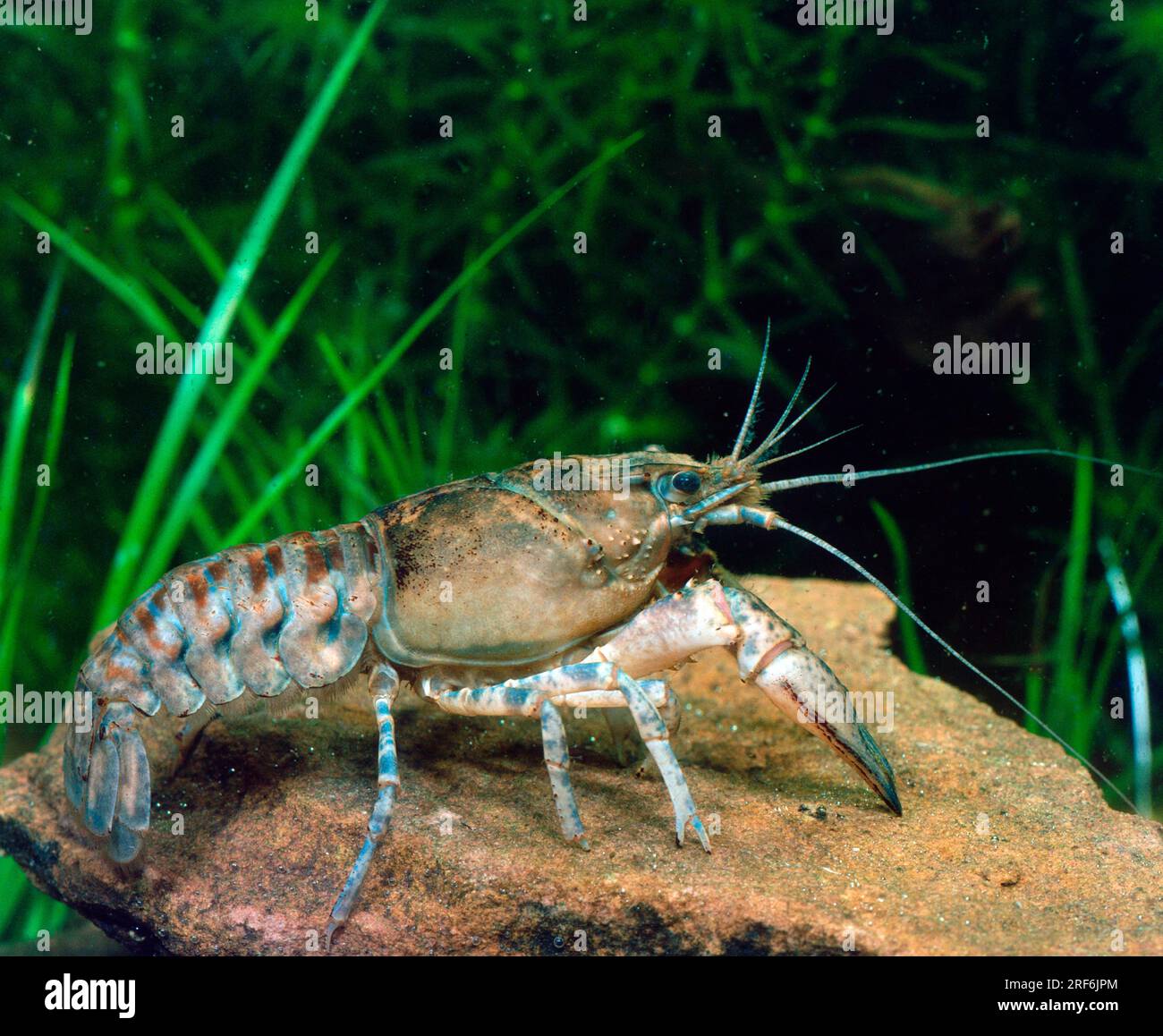 American crayfish (Cambarus affinis), Camber crayfish (Orconectes limosus), Camber crayfish Stock Photo