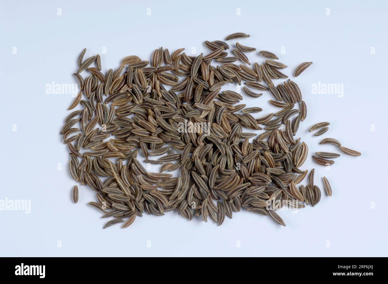 Common Caraway (Carum carvi), Caraway seed Stock Photo