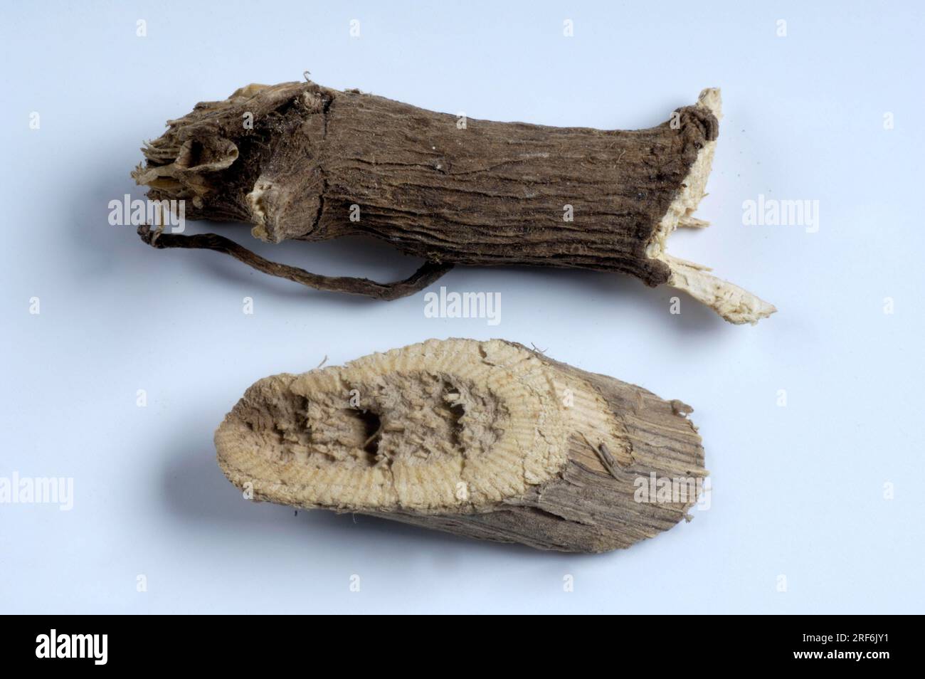 Kava kava root, narcotic pepper (Piper methysticum Stock Photo Alamy