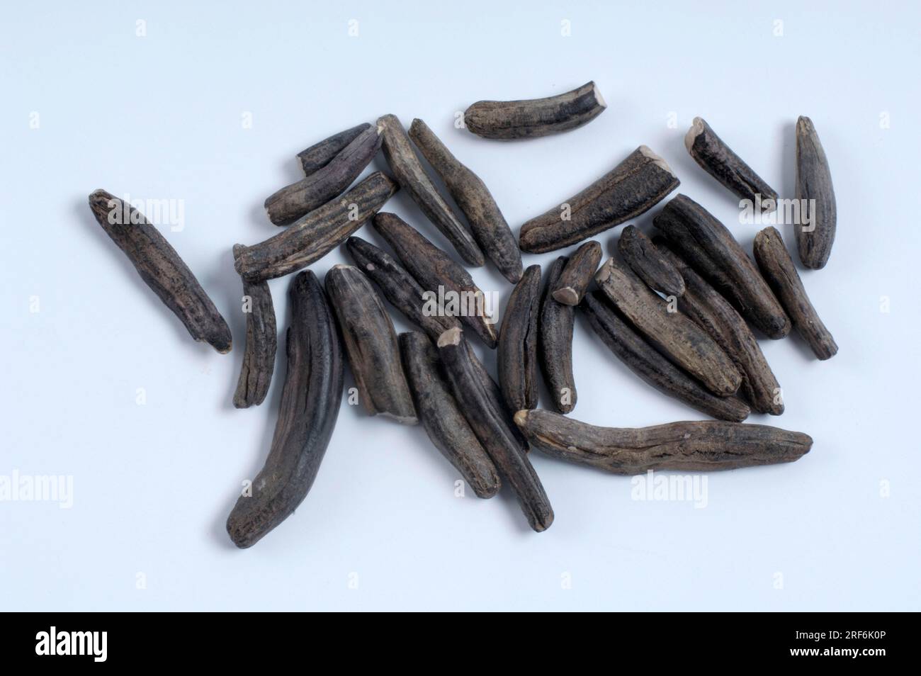 Ergot Fungus (Claviceps purpurea) Stock Photo
