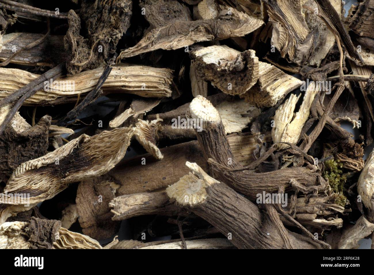 Kava kava root, narcotic pepper (Piper methysticum Stock Photo Alamy