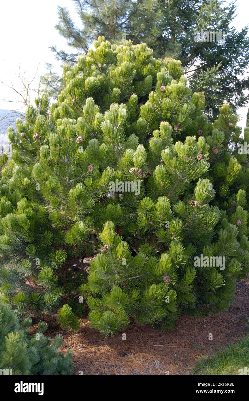 Pinus heldreichii (Pinus leucodermis) 'Compact', Lorica pine Stock Photo