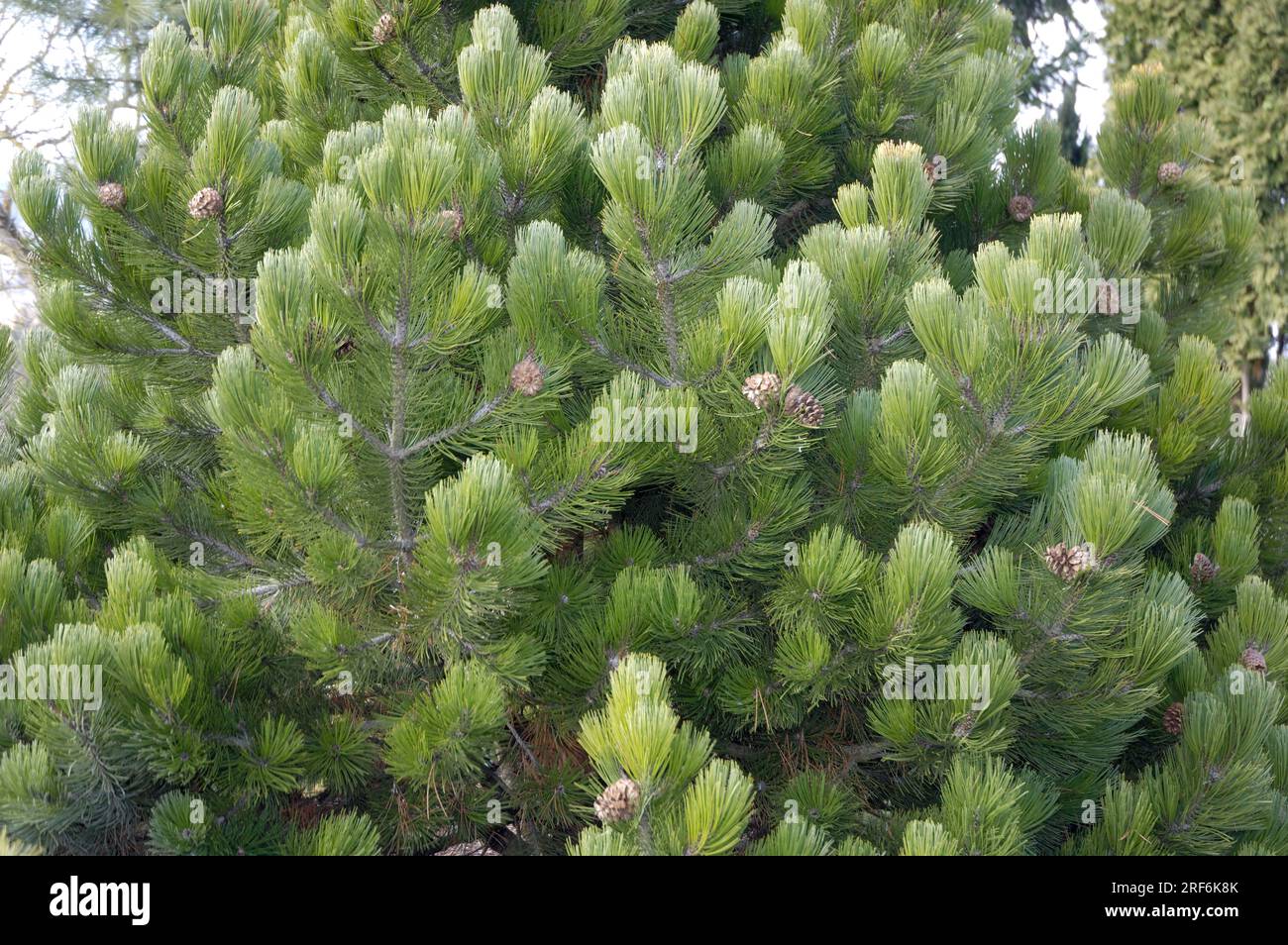 Pinus heldreichii (Pinus leucodermis) 'Compact', Lorica pine Stock Photo