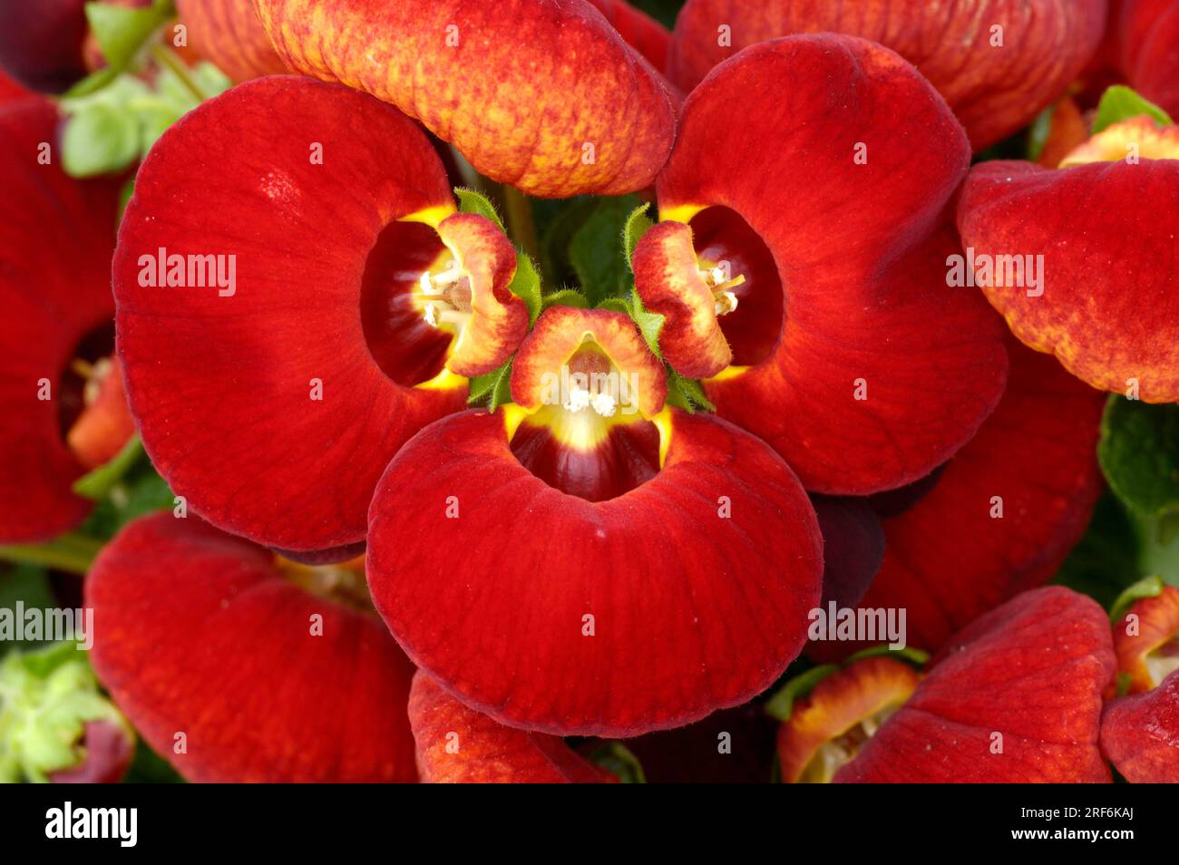 Slipper flower 'Cinderella Red' (Calceolaria x herbeohybrida), Calceolariaceae (Calceolariaceae) Stock Photo