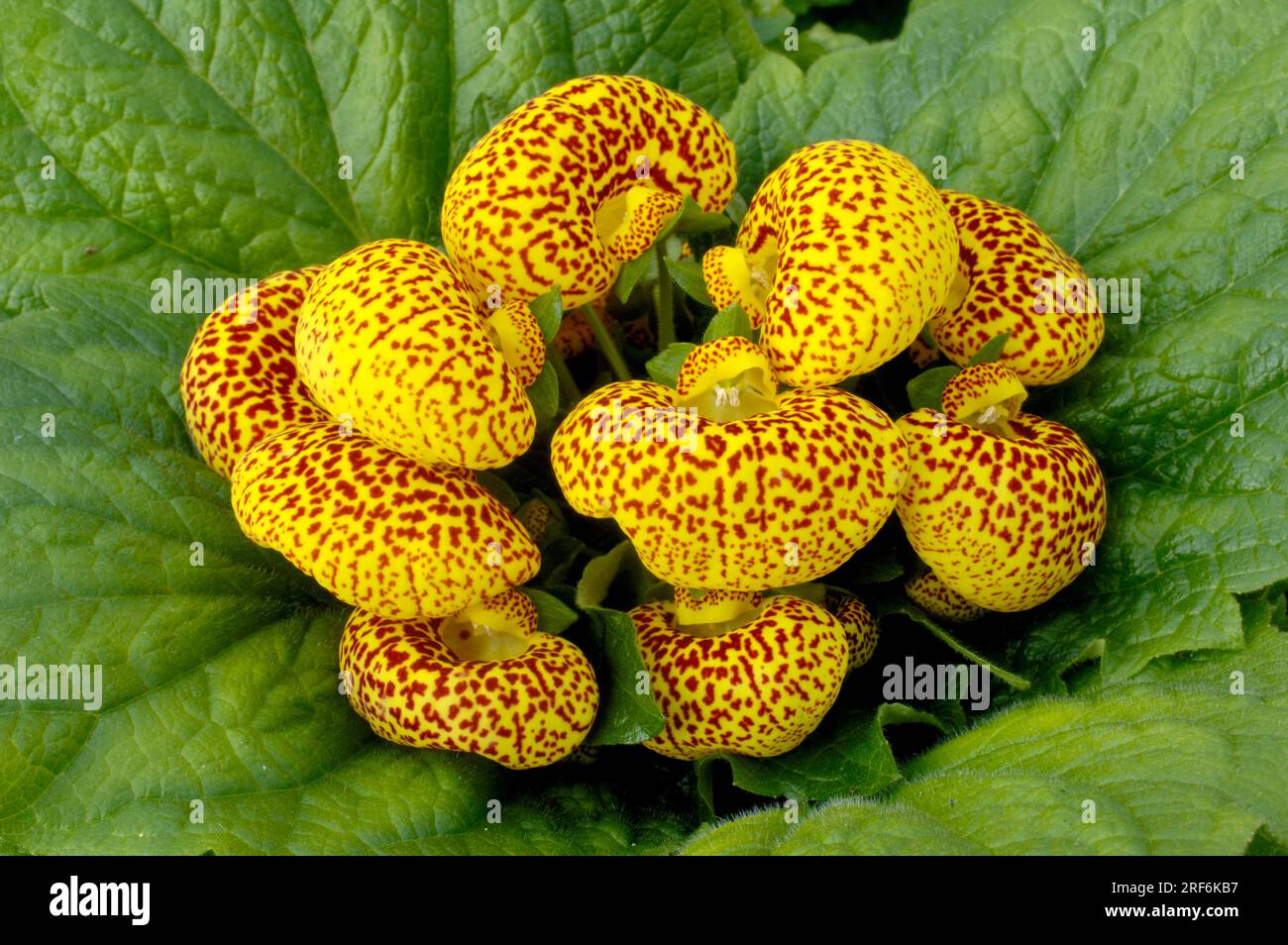 Slipper flower 'Dainty Yellow Spots' (Calceolaria x herbeohybrida), Calceolariaceae (Calceolariaceae) Stock Photo