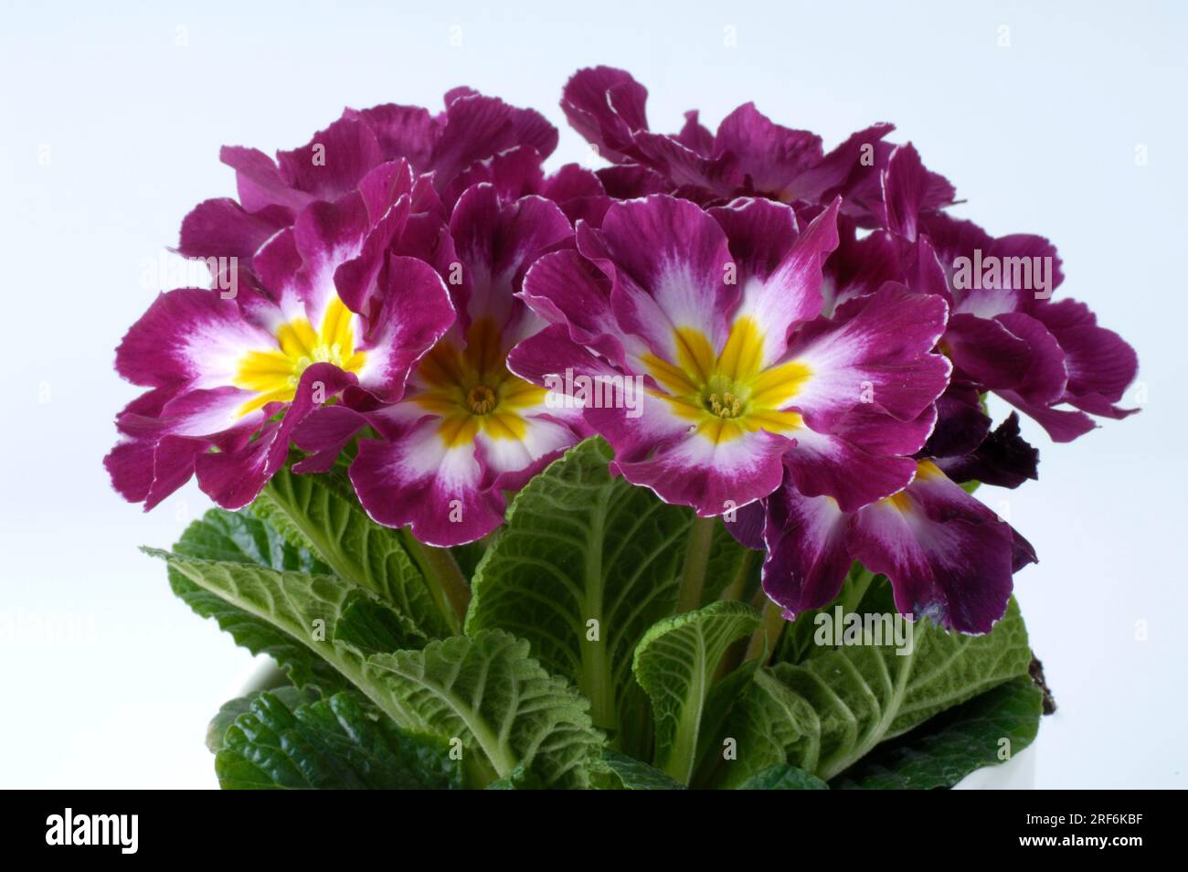 Primrose (Primula vulgaris), Cushion Primrose, Stemless Cowslip, Primrose Stock Photo