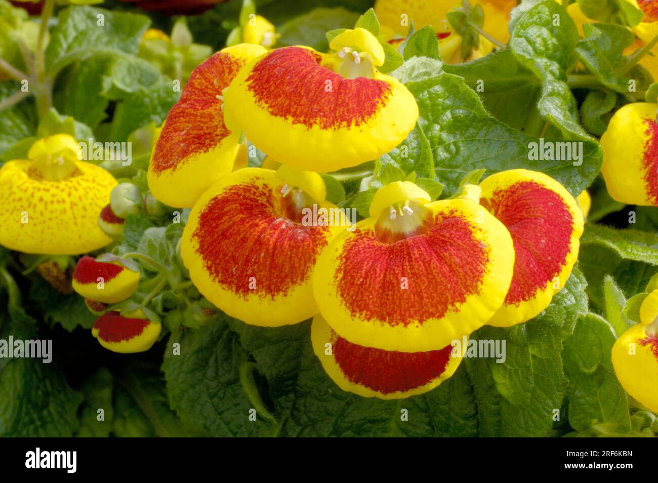 Slipper flower 'Dainty Red Yellow' (Calceolaria x herbeohybrida), Calceolariaceae (Calceolariaceae) Stock Photo