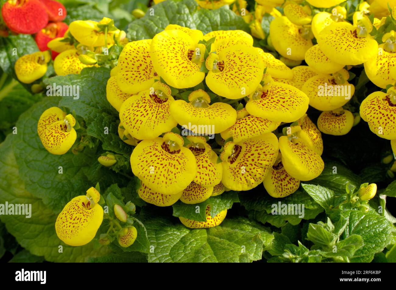 Slipper flower 'Cinderella Yellow' (Calceolaria x herbeohybrida), Calceolariaceae (Calceolariaceae) Stock Photo