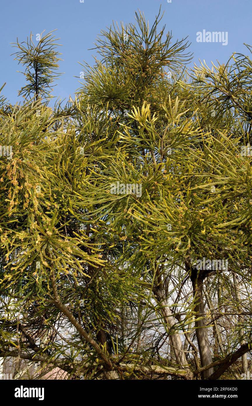 Cryptomeria 'Araucarioides' (Cryptomeria japonica) Stock Photo