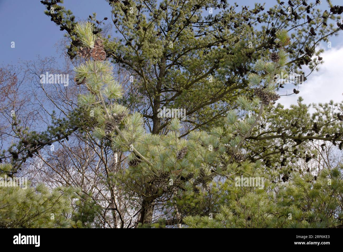 Blue girl's pine, Blue girl's pine (Pinus parviflora) Stock Photo