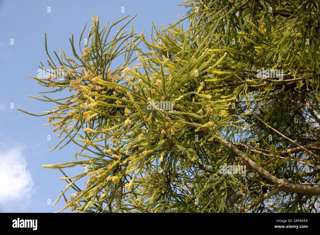 Cryptomeria 'Araucarioides' (Cryptomeria japonica) Stock Photo