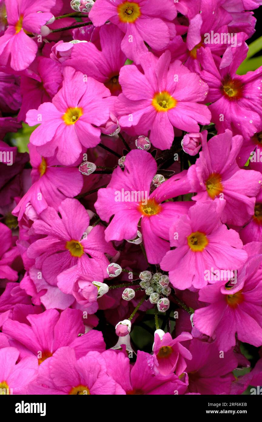 Carmine rose hi-res stock photography and images - Alamy