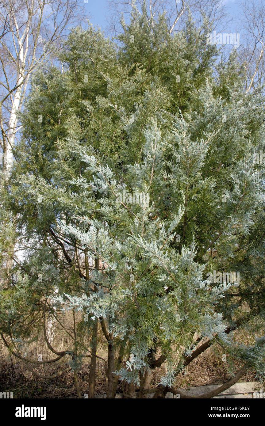 Rocky Mountain Juniperus scopulorum (Juniperus scopulorumus scopulorum) 'Blue heaven Stock Photo