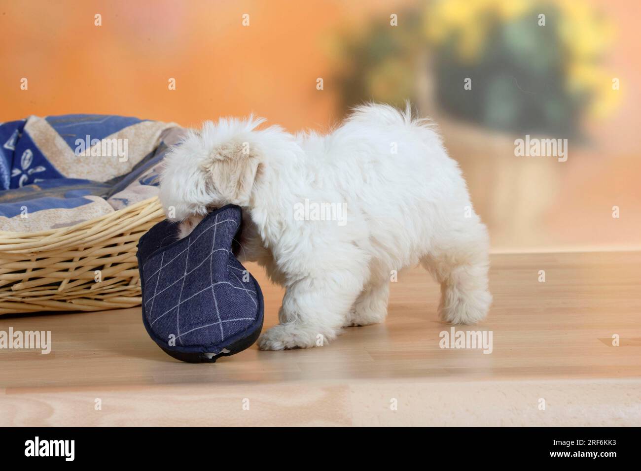 Mixed breed dog, puppy, 10 weeks, with slipper, detachable Stock Photo