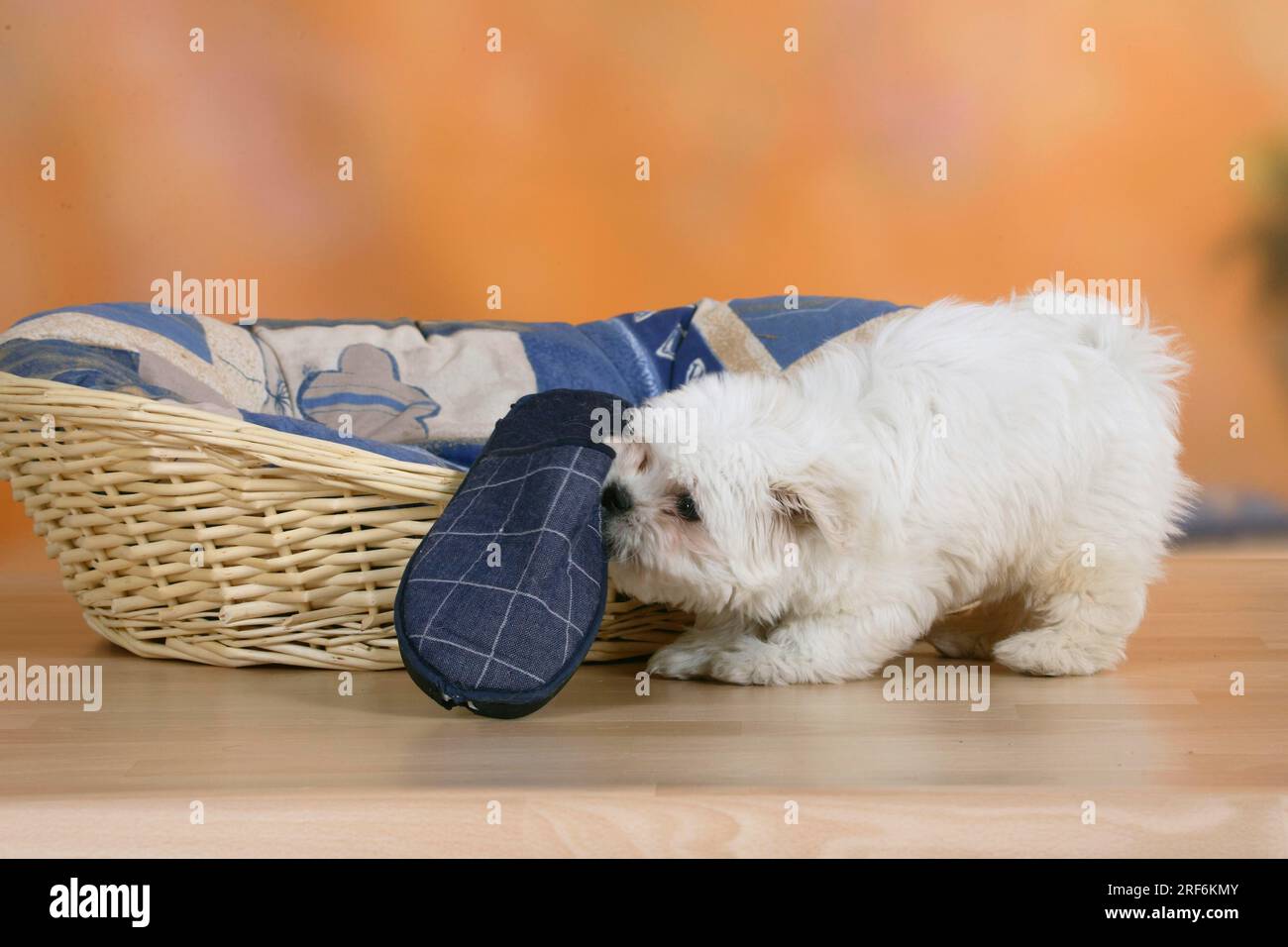 Mixed breed dog, puppy, 10 weeks, with slipper Stock Photo