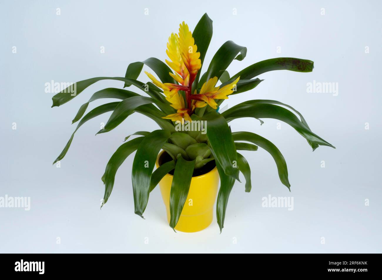 Bromeliad (Guzmania hybrid) Stock Photo