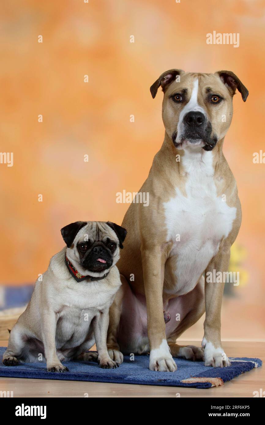Pitbull cross cheap pug