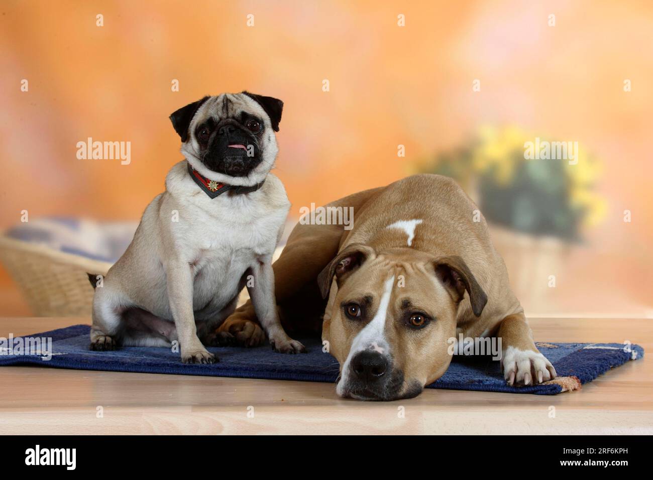 pug-and-mixed-breed-dog-stock-photo-alamy