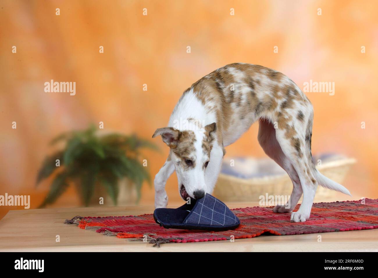 Mixed breed dog, puppy, 16 weeks, with slipper, detachable Stock Photo