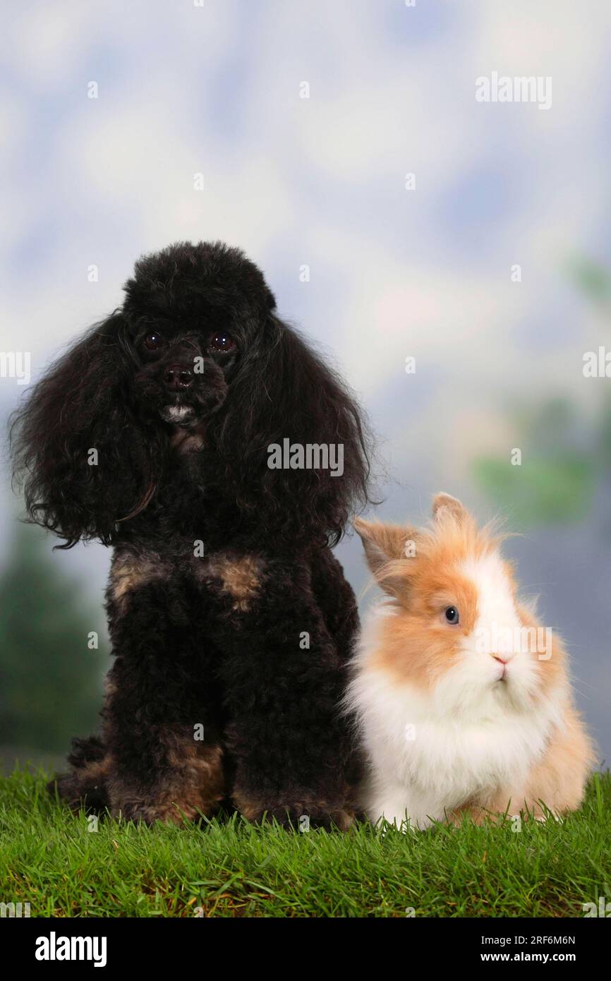 Dwarf poodle, black-and-tan, and lion-maned dwarf rabbit, lion-maned ...