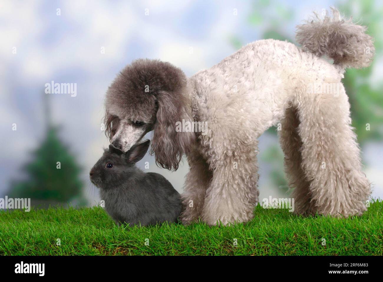 Small poodle, silver, and dwarf rabbit, blue, domestic rabbit, poodle ...