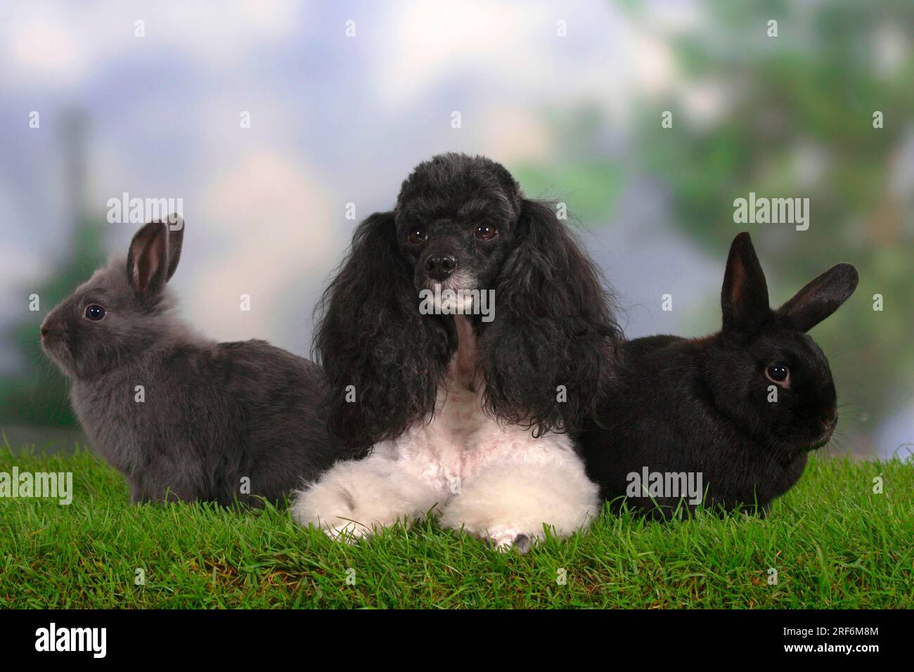Small poodle, harlequin, and dwarf rabbits, black and blue, poodle ...