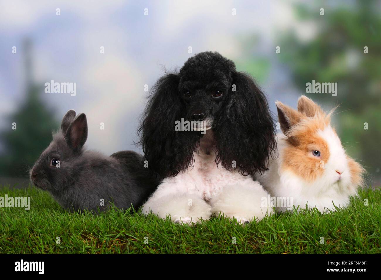 Dwarf poodle, harlequin, with lion's mane dwarf rabbit and dwarf rabbit ...