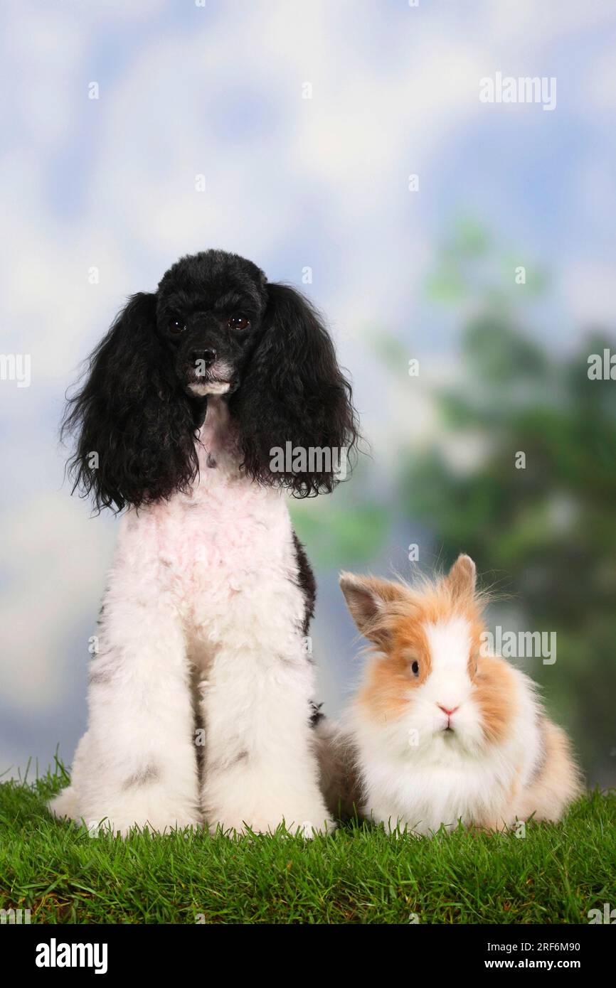 Dwarf Poodle, Harlequin, and Lion's Mane Dwarf Rabbit, Lion's Mane ...