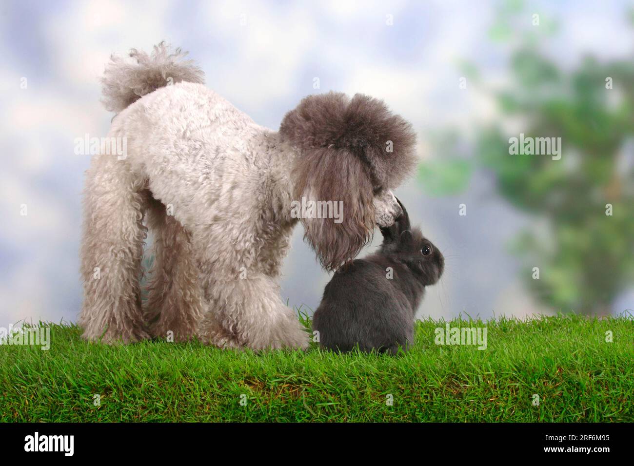 Small poodle, silver, and dwarf rabbit, blue, domestic rabbit, poodle ...