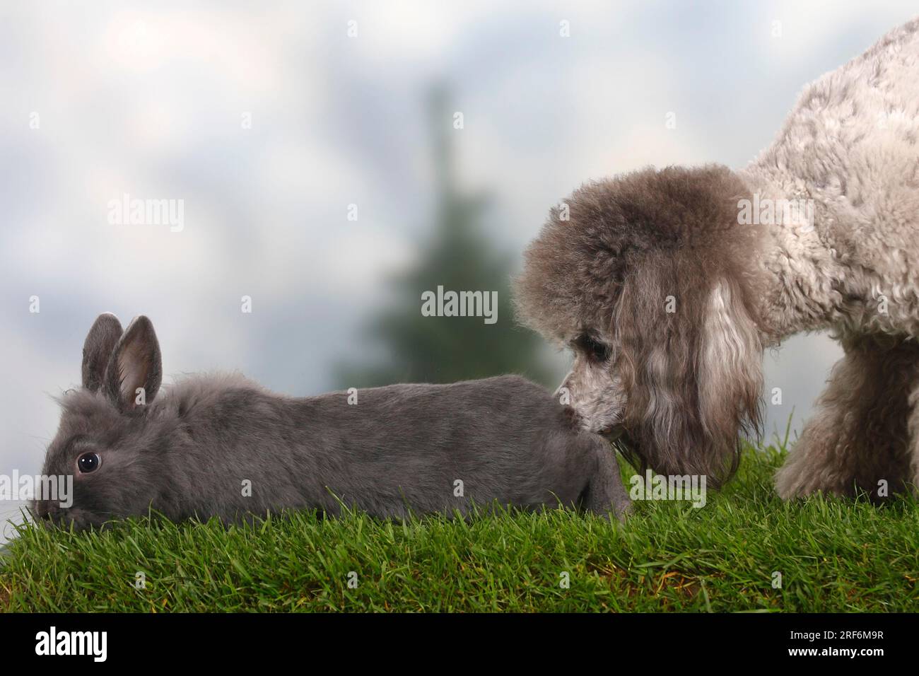 Small poodle, silver, and dwarf rabbit, blue, domestic rabbit, poodle ...