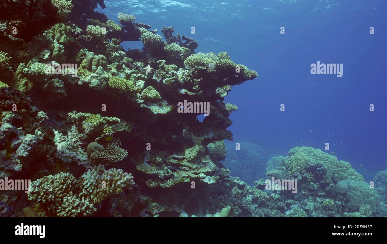 Beautiful tropical coral reef in coral garden in blue deep sea colorful ...