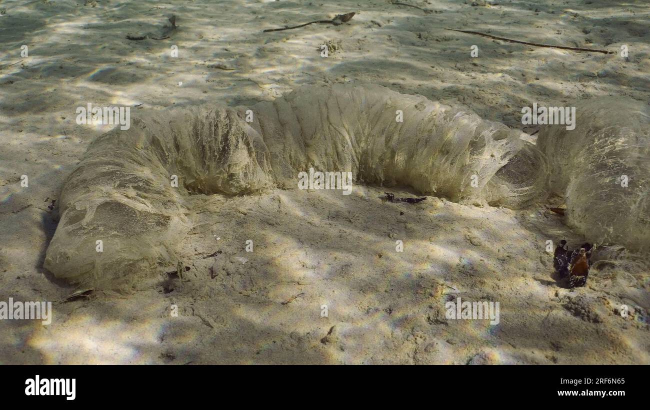 Jellylike pipe on sandy seabed. Sausage jelly on sand at bottom of sea