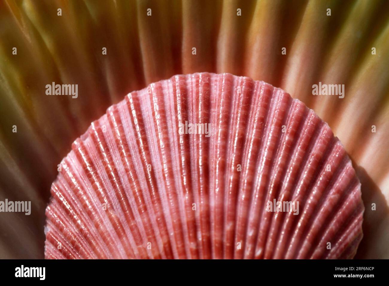 Scallop shell, scallop shell, mussel shell Stock Photo Alamy