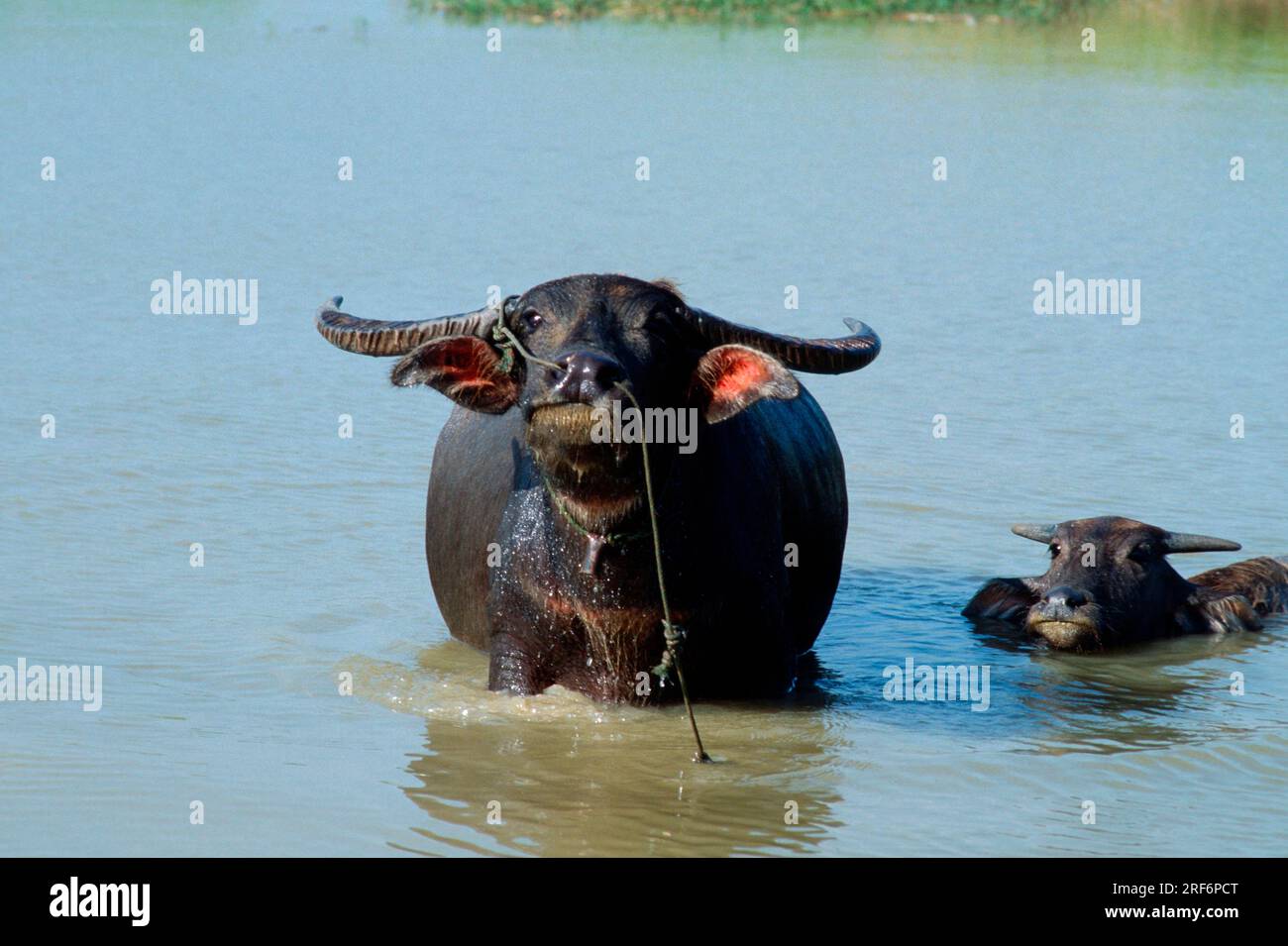 Asian Water Buffalo (Bubalus arnee) (Bos arnee), Thailand, Carabao Stock Photo