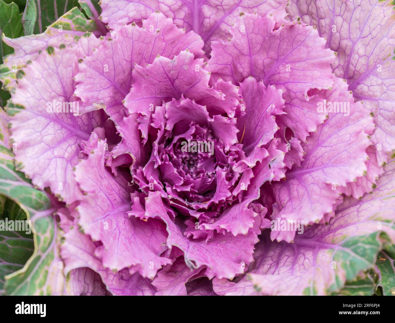 Close up of endless field with green leaves and purple veins of red