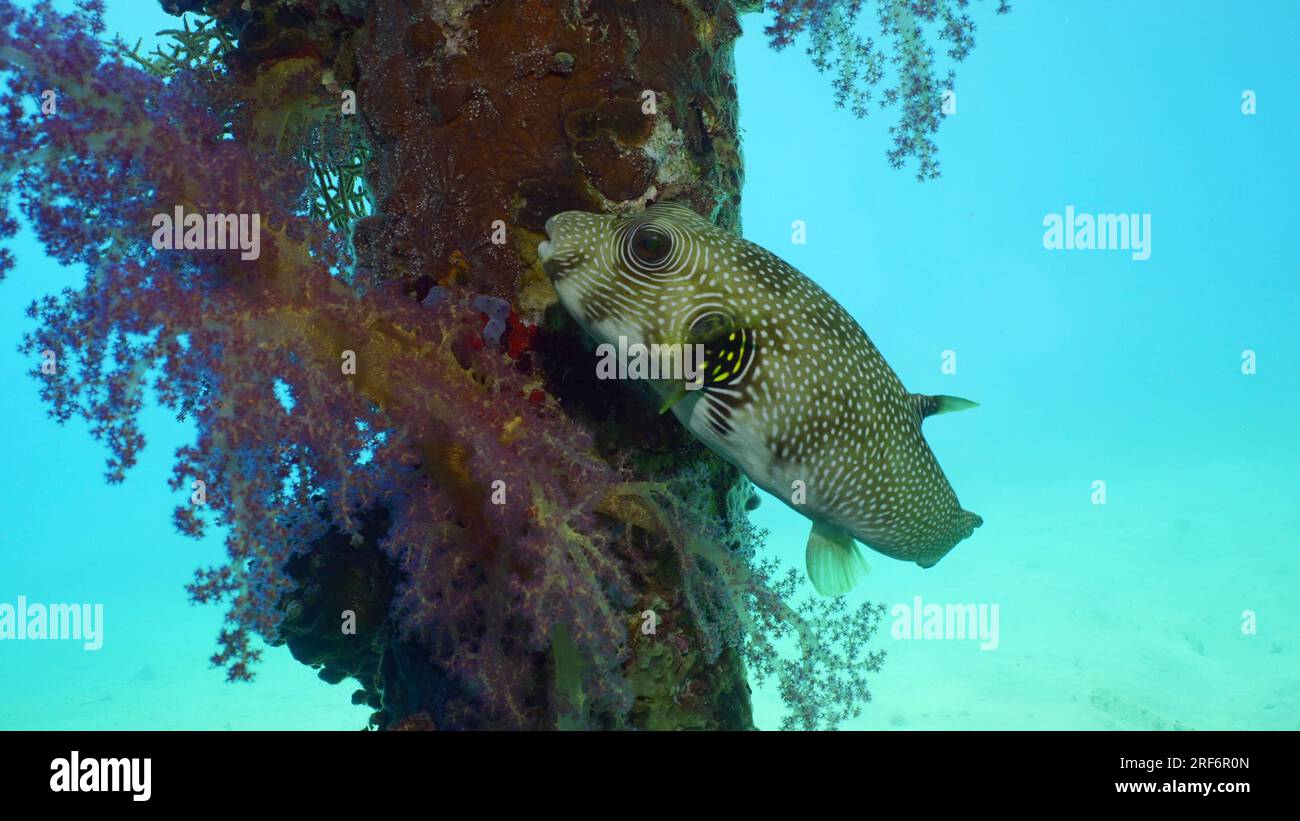 Close-up of Broadbarred Toadfish or White-spotted puffer (Arothron hispidus) swims next toberth support covered with Soft Coral Dendronephthya, Red se Stock Photo