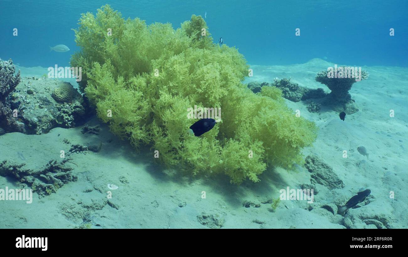 Soft coral Yellow Broccoli or Broccoli coral (Litophyton arboreum) Red sea, Safaga, Egypt Stock Photo