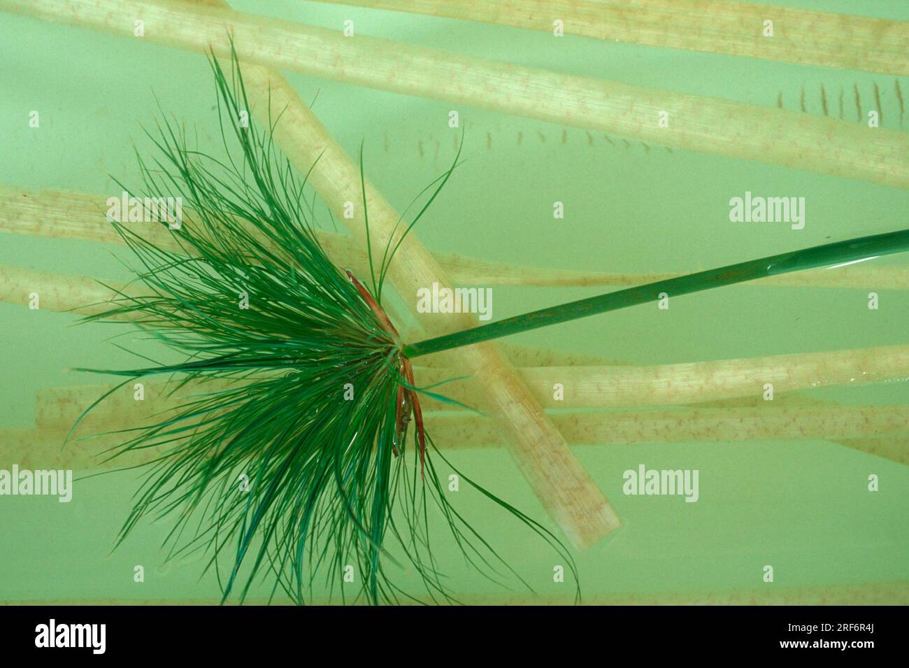 Egyptian Paper Plant, Egypt (Cyperus papyrus Stock Photo Alamy